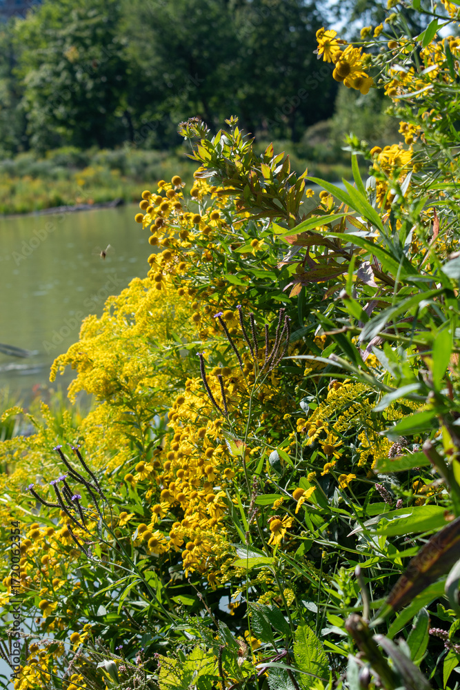 Obraz premium Vibrant yellow wildflowers bloom by tranquil lake waters