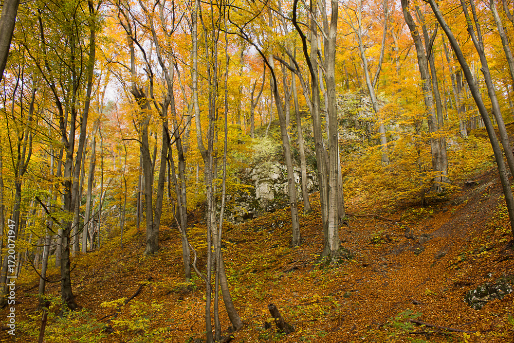 Obraz premium an autumn forest landscape. Autumn deciduous forest