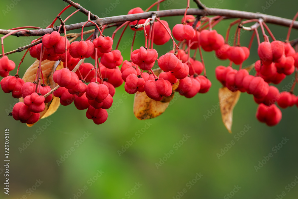 custom made wallpaper toronto digitalDetail of Spindle Branch in Soft Natural Light