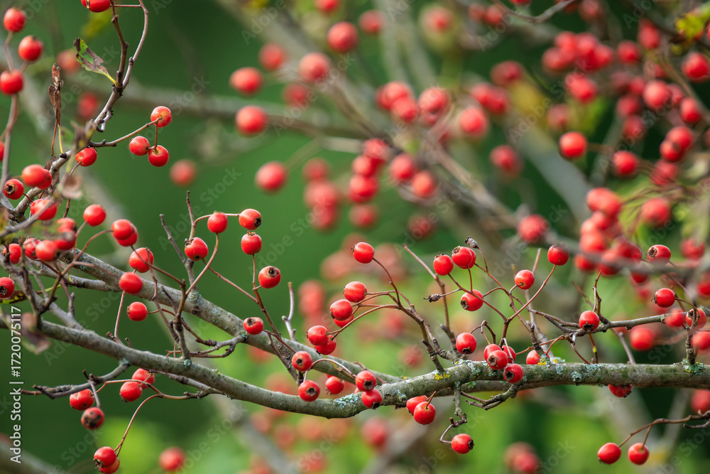 custom made wallpaper toronto digitalHawthorn red berries in nature, autumn seasonal background.
