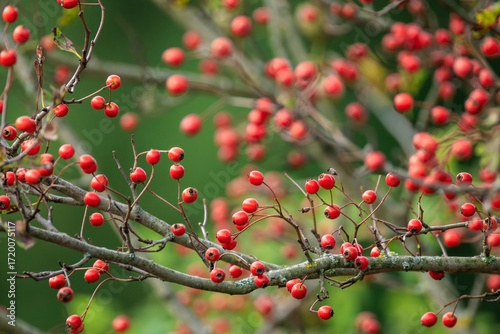 Wallpaper Mural Hawthorn red berries in nature, autumn seasonal background. Torontodigital.ca