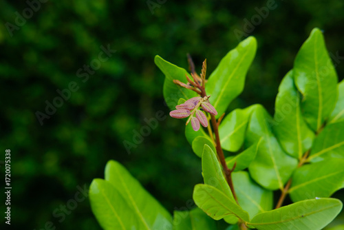New Mangrove Leaves with Tropical Nature, and Green Background.
