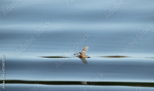 Foto mayfly is emerging from the water