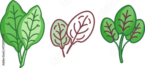  types of fresh leafy green vegetables with different colors and presentation