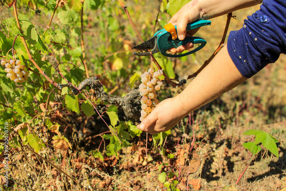 Naklejka premium planting a tree hands picking grapes