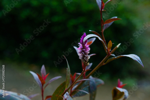 Pink celosia flower with garden, macro, and nature.