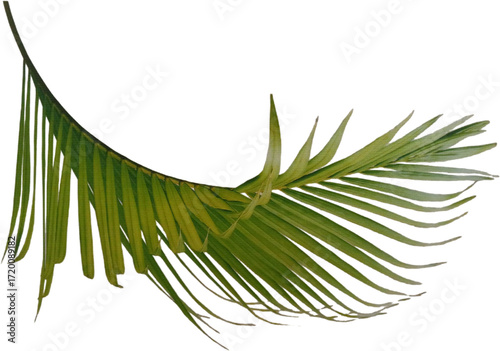 Green tropical palm leaf isolated on white background with clipping path