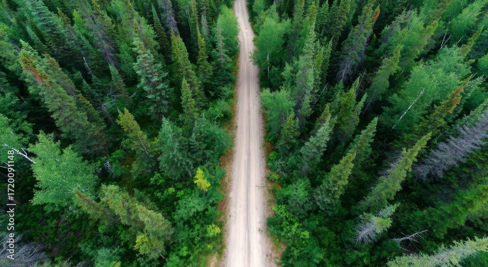 custom made wallpaper toronto digitalfern in the forest