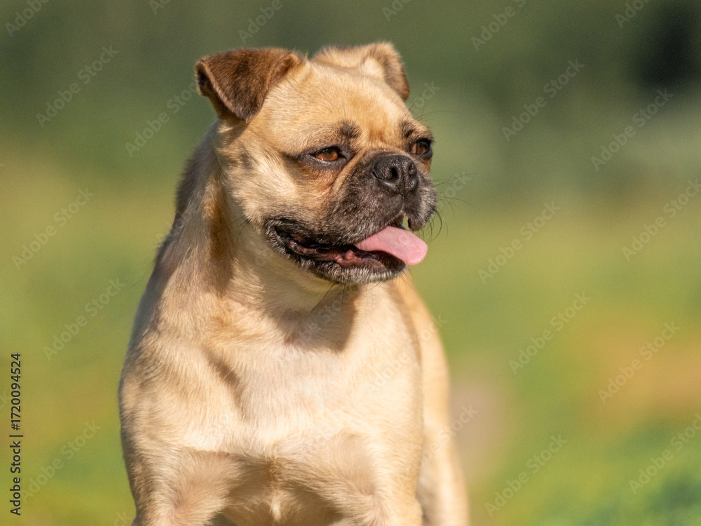 Obraz premium Close-up portrait of a beige dog against the background of green grass. Pug crossbreed