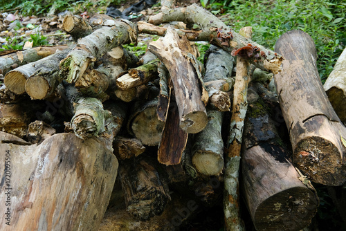 Firewood Pile with Rural Scene, Nature, and Wood Logs.