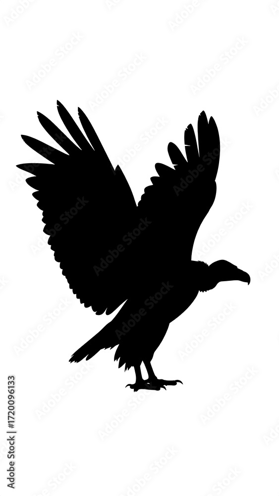 Fototapeta premium Silhouette of a soaring bird