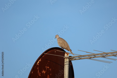 A pigeon sits on a rusty satellite dish