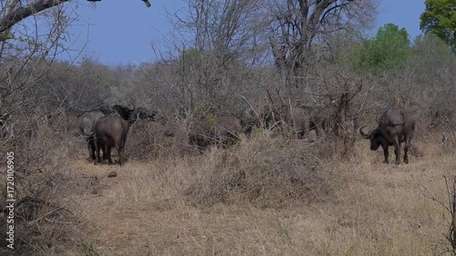 Kaffernbüffel oder auch Afrikanischer Büffel Wasserbüffel genannt, im Busch vom Krüger National Park - Kruger Nationalpark Südafrika