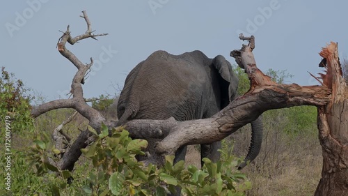 Elefant im Busch vom Krüger National Park - Kruger Nationalpark Südafrika