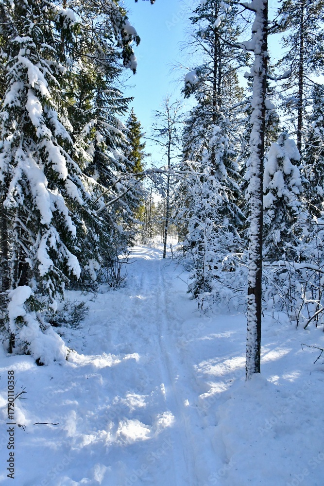 Fototapeta premium snow covered trees