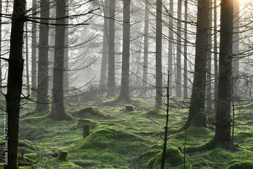 Fototapeta Naklejka Na Ścianę i Meble -  forest in the fog