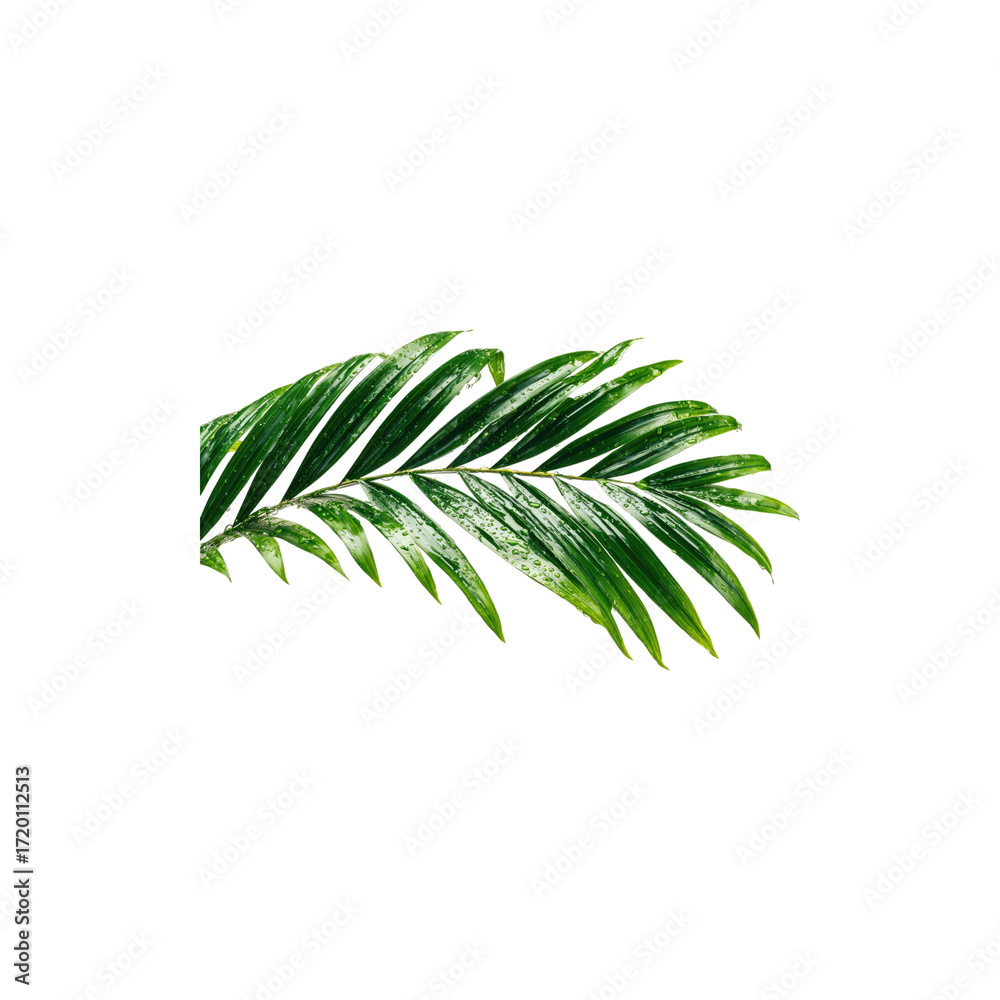 Fototapeta premium Lush Green Christmas Tree Branch with Pine Needles Natural Evergreen Winter Holiday Decoration Festive Seasonal Ornament Close-Up Macro Photography Isolated on White Background