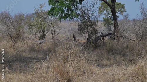 Impalas auch Schwarzfersenantilope oder Schwarznasenimpala genannt, im Busch vom Krüger National Park Südafrika