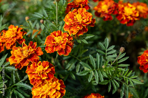 Orange and yellow marigold flowers (Tagetes) in summer bloom, ornamental annual plants popular in gardens for borders, decoration, landscaping and floral beauty