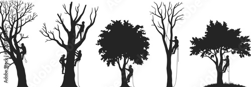 Tree climber silhouettes, arborist trimming tree, forestry worker, rope access, safety harness, outdoor labor, tree care service, climbing gear, professional tree maintenance, nature work