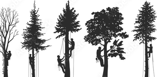 Tree climber silhouettes, arborist working on tree, forestry worker, rope access, tree trimming, outdoor labor, safety harness, professional tree care, climbing gear, nature maintenance