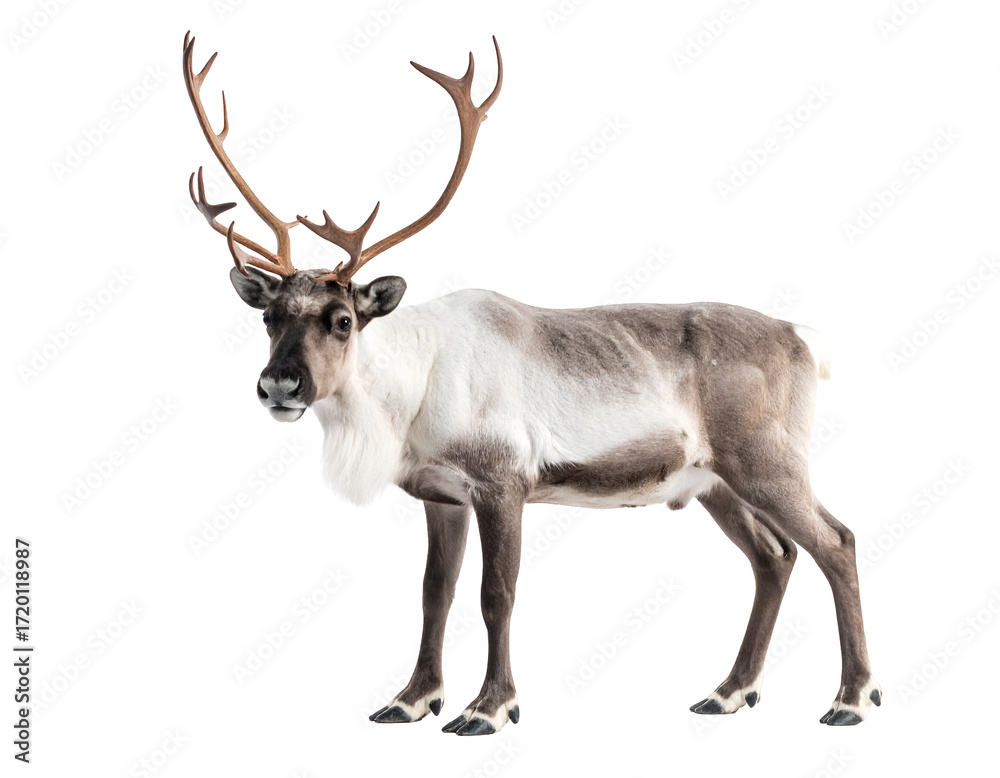 Obraz premium A majestic reindeer stands gracefully with impressive antlers against a clean white background, showcasing its beauty.