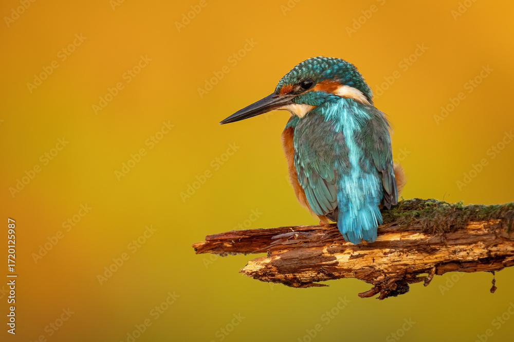 Obraz premium Common kingfisher (Alcedo atthis) perched on a branch against a blurred orange background, detailed close-up wildlife photo with vibrant blue and orange plumage.