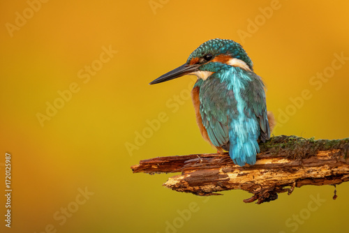 Common kingfisher (Alcedo atthis) perched on a branch against a blurred orange background, detailed close-up wildlife photo with vibrant blue and orange plumage.