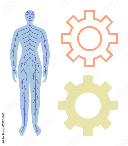 Human body with outlined nervous system beside two gears symbolizing connection, technology, healthcare, and innovation. Ideal for medicine, science, anatomy, education, efficiency systems simple