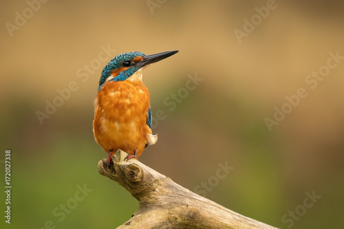 Common kingfisher (Alcedo atthis) perched on a branch against a blurred orange background, detailed close-up wildlife photo with vibrant blue and orange plumage.