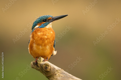 Common kingfisher (Alcedo atthis) perched on a branch against a blurred orange background, detailed close-up wildlife photo with vibrant blue and orange plumage.
