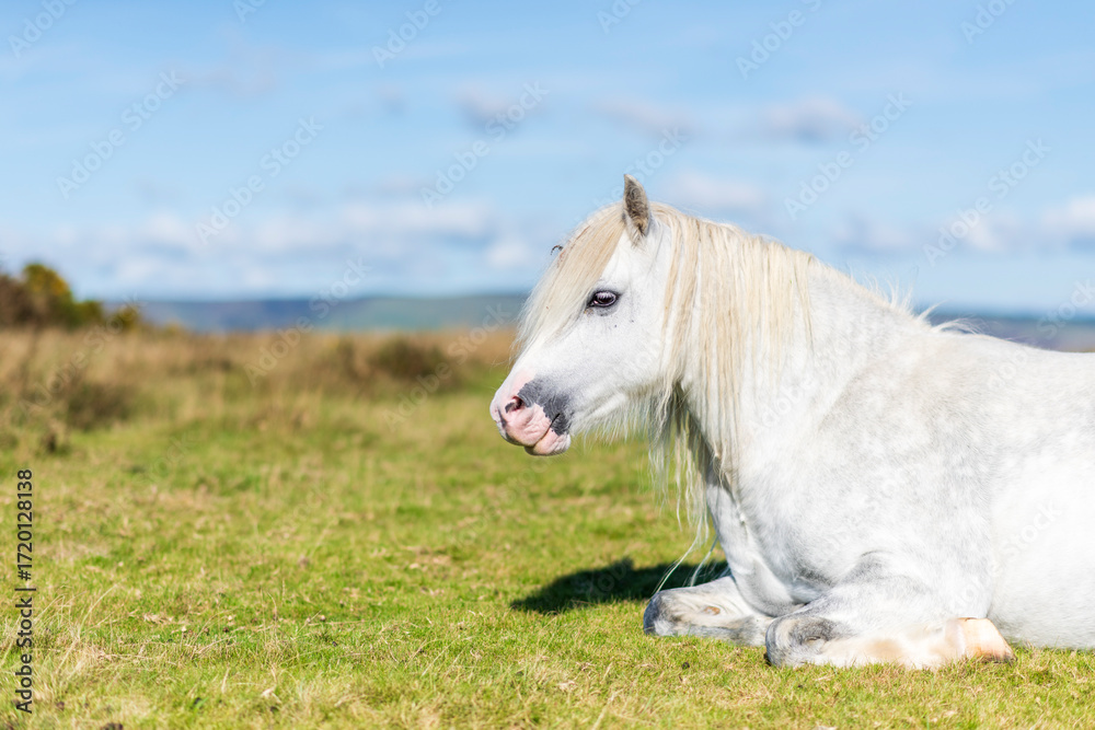 Fototapeta premium white horse on the meadow