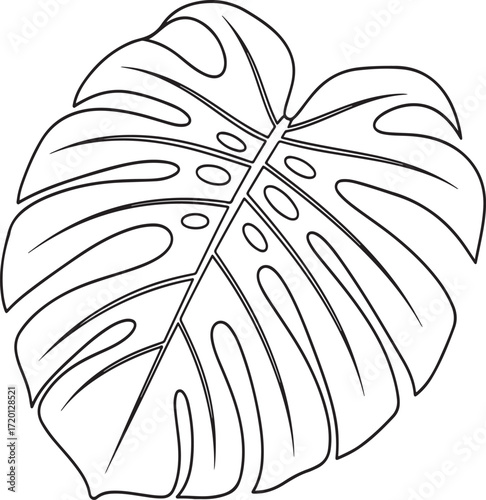 A delicate sketch of a monstera deliciosa leaf with its characteristic fenestrations presented isolated on white background.