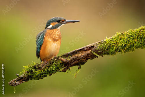 Common kingfisher (Alcedo atthis) perched on a branch against a blurred orange background, detailed close-up wildlife photo with vibrant blue and orange plumage.