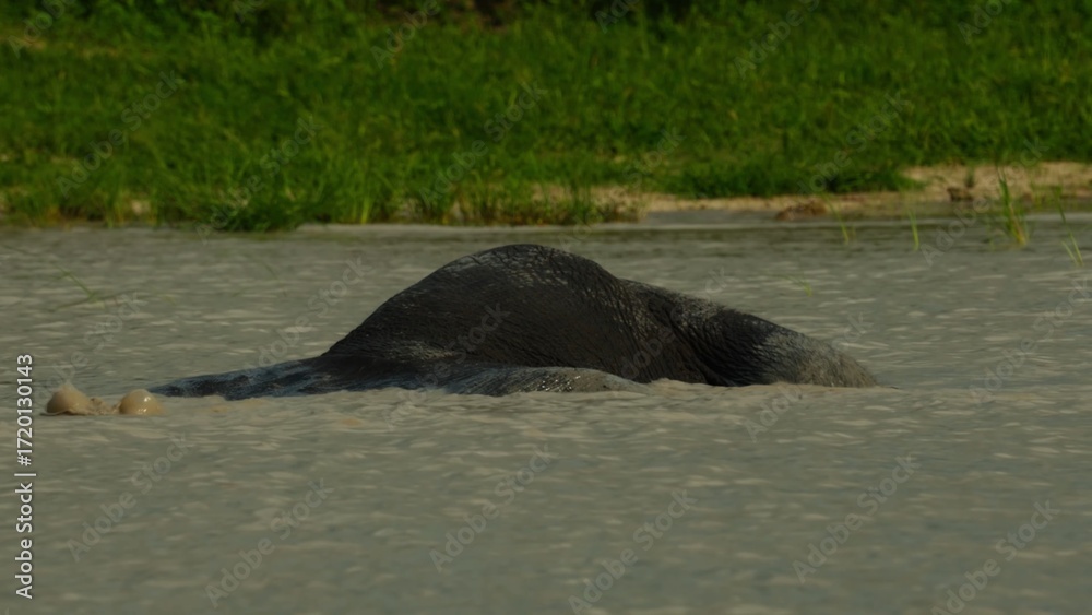 Obraz premium sea lion on the rock