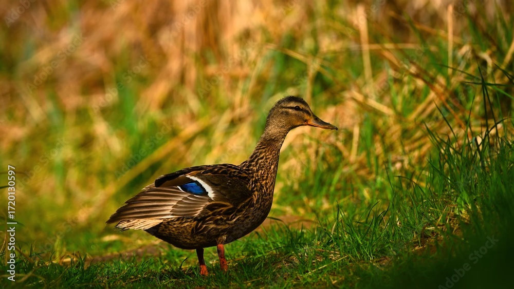 Obraz premium duck in the grass