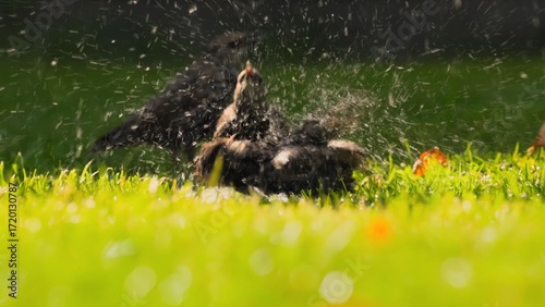 Photography wild animals in the grass