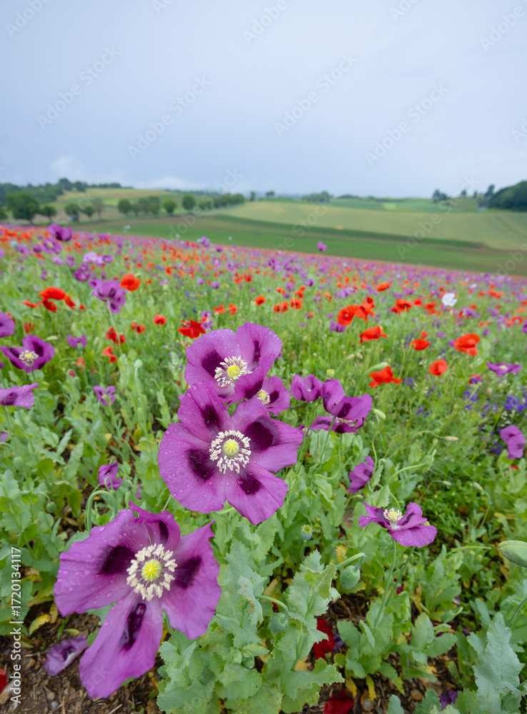 Obraz premium Typical spring landscape with poppies near Silica (Szilice), National Park Slovak Kras, Slovakia