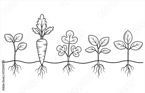 Vector art of a detailed black and white line drawing of various plants and vegetables growing from the soil, showcasing roots and leaves, a simple yet informative botanical illustration
