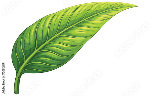 Illustration of a vibrant green leaf with prominent veins, , showcasing its natural beauty and intricate details in a simple yet elegant design