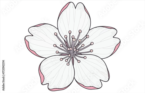 Vector art of delicate cherry blossom, a symbol of spring, beauty, and renewal, showcasing the intricate details of the petals and stamen
