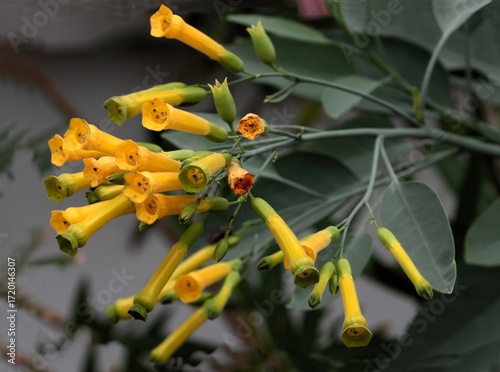 yellow,long flowers of Nicotiana Glauca plant close up