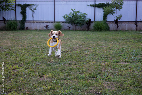 Joyful beagle runs with a yellow frisbee in a sunlit backyard filled with greenery and warmth during a sunny afternoon