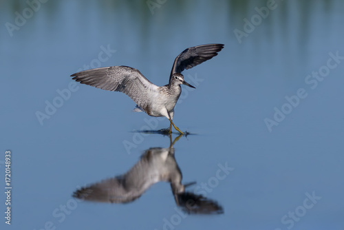 Common greenshank (tringa nebularia)