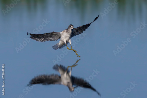 Common greenshank (tringa nebularia)