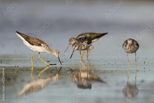 Common greenshank (Tringa nebularia)