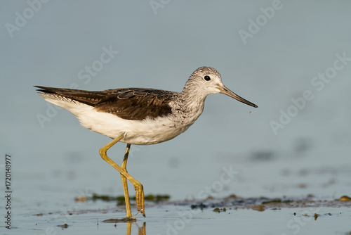 Common greenshank (Tringa nebularia)