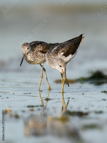 Common greenshank (Tringa nebularia)