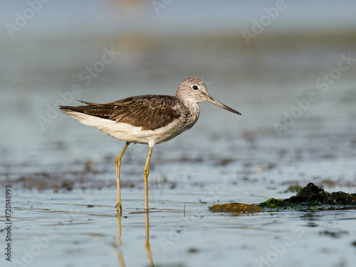 Common greenshank (Tringa nebularia)
