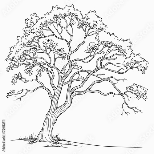 Vector art of detailed line drawing of a large, mature tree with a gnarled trunk and spreading branches, the tree is depicted with intricate details in the leaves and bark